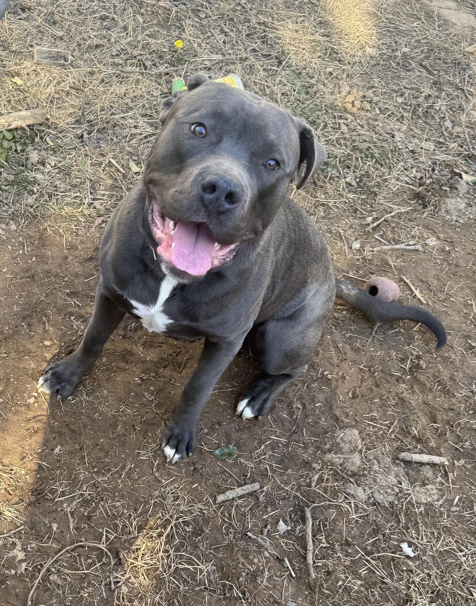 Aero, Adopted, Young Male Staffordshire Bull Terrier.