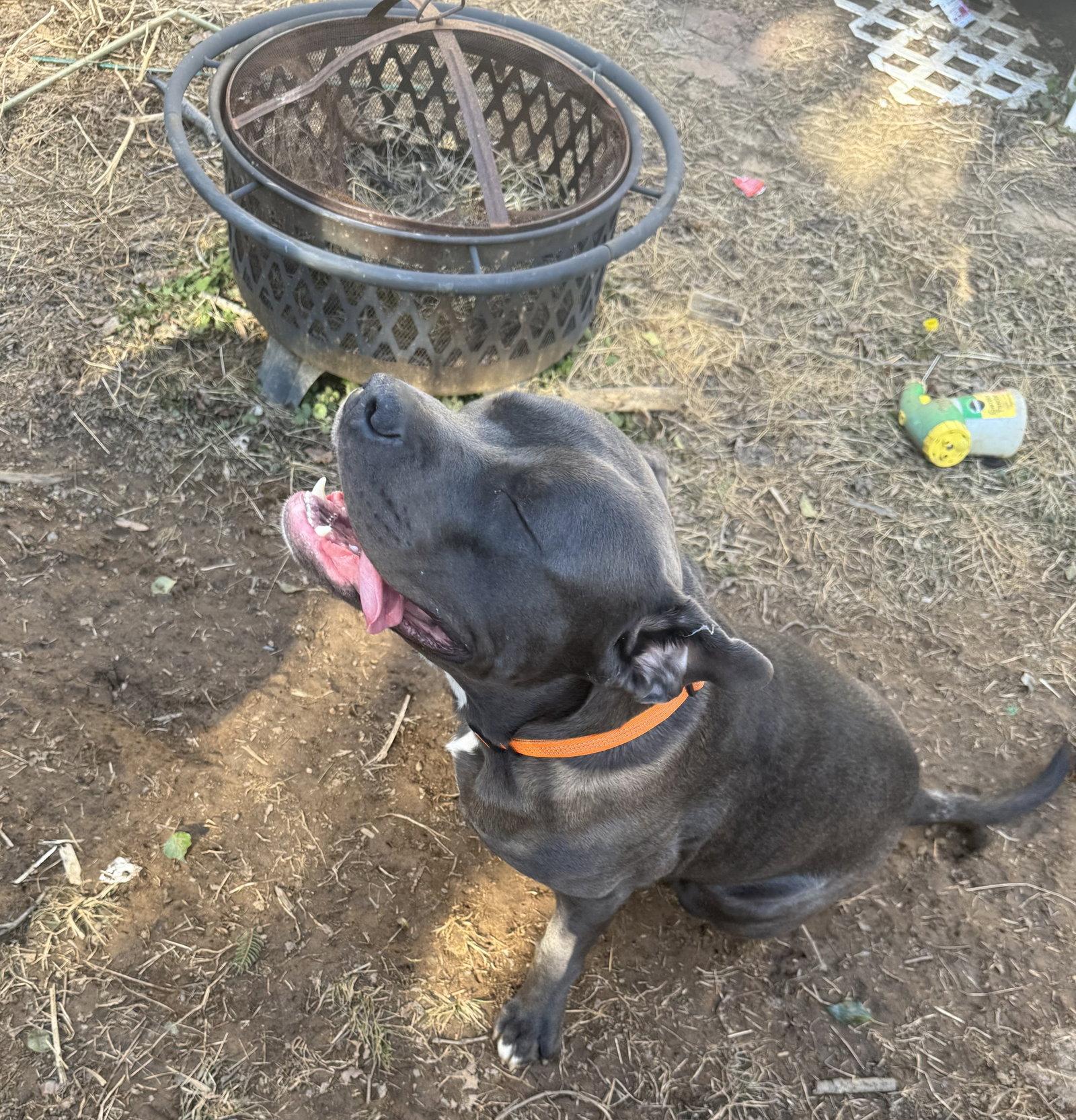 Aero, a Adopted Staffordshire Bull Terrier in Herndon, VA image 2/3