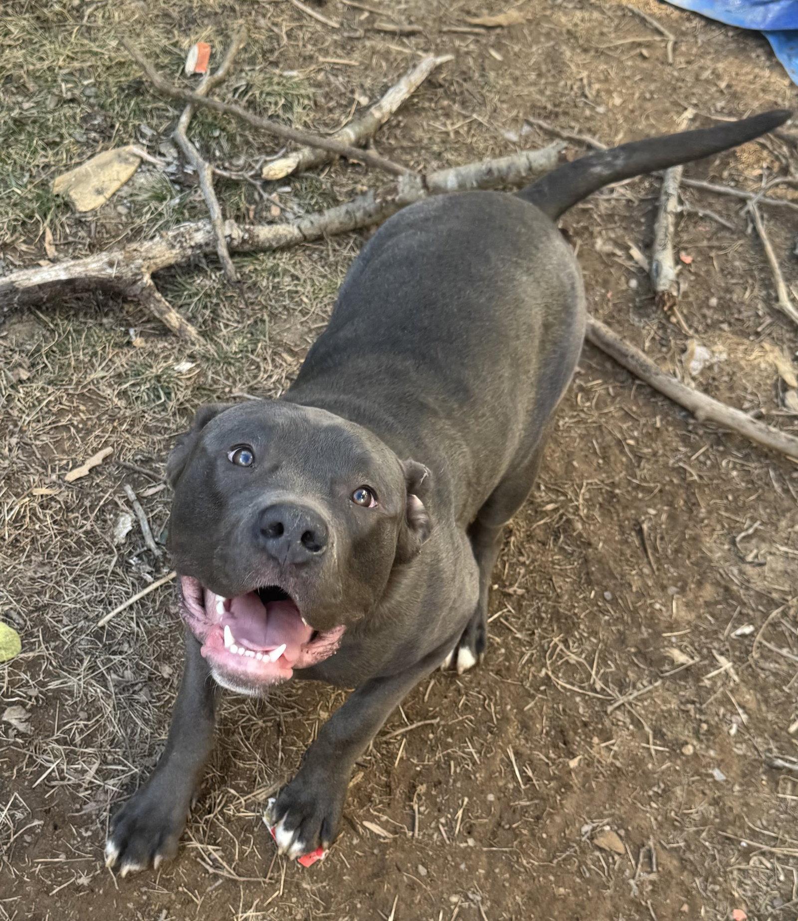 Aero, a Adopted Staffordshire Bull Terrier in Herndon, VA image 3/3