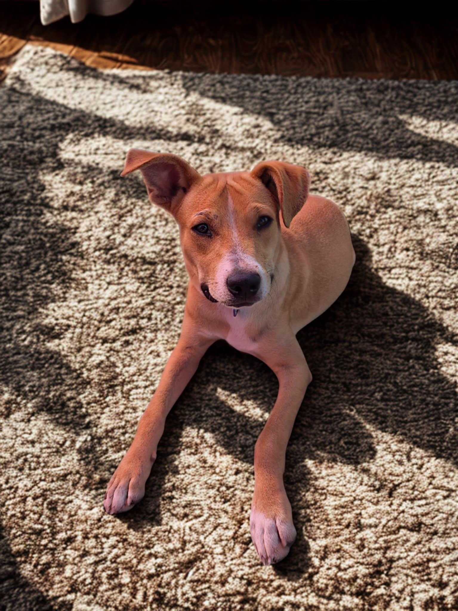 Chilaquilles, ADOPTABLE, Young Male Labrador Retriever & Staffordshire Bull Terrier.