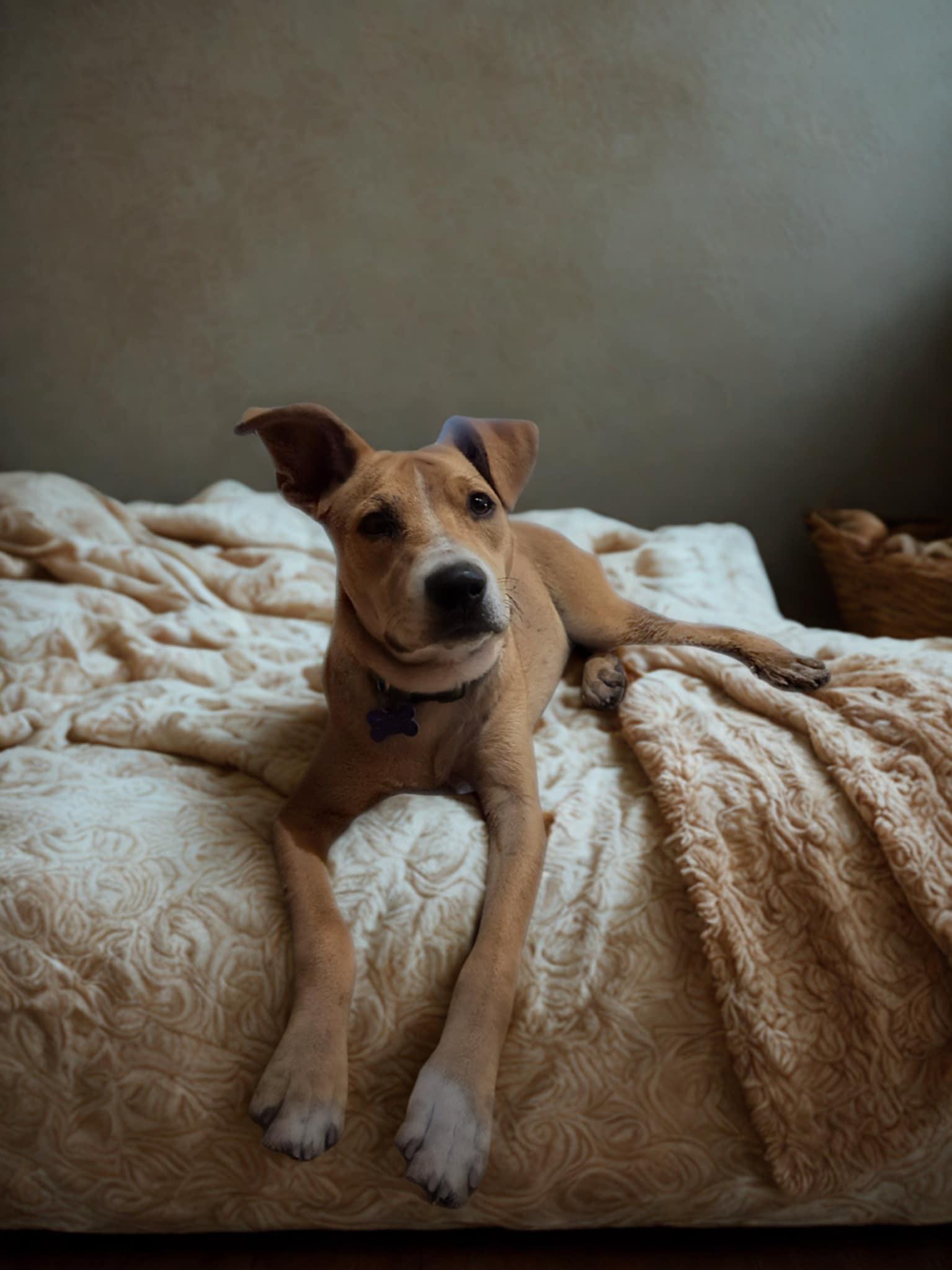 Chilaquilles, a ADOPTABLE mixed breed in Encinitas, CA image 2/3