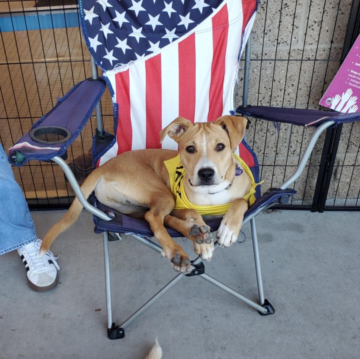 Chilaquilles, a ADOPTABLE mixed breed in Encinitas, CA image 3/3