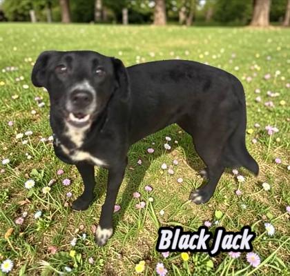 Enlarge Black Jack, a Adoptable Mixed Breed in Sullivan, IN image 1/1