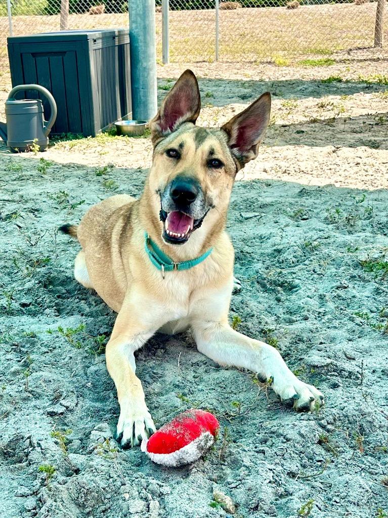 Enlarge Haflinger (Mercy), a Adoptable mixed breed in Cape Coral, FL image 2/3