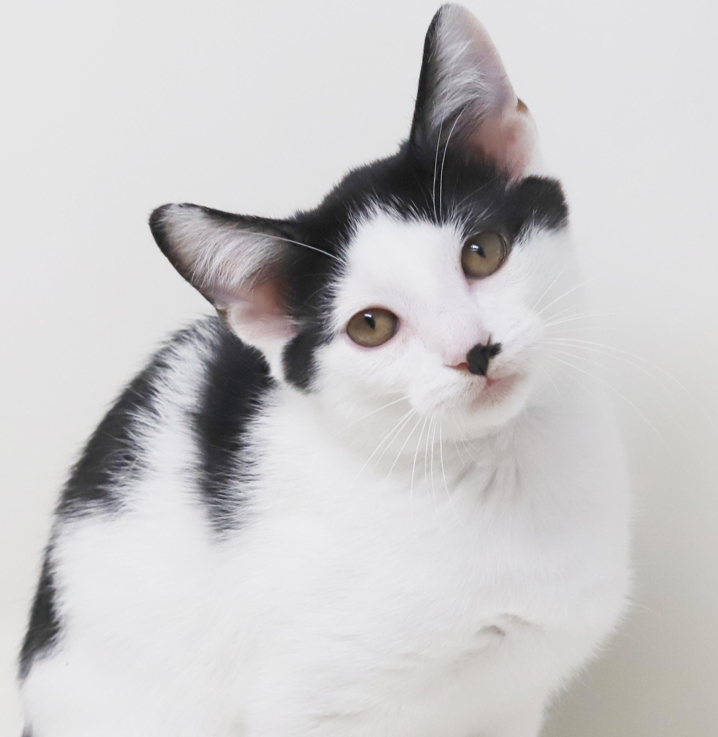 Charlie is a smushy cuddly love muffin - OLD ENOUGH TO GO SOLO, a Adoptable mixed breed in Bedford Hills, NY image 4/6