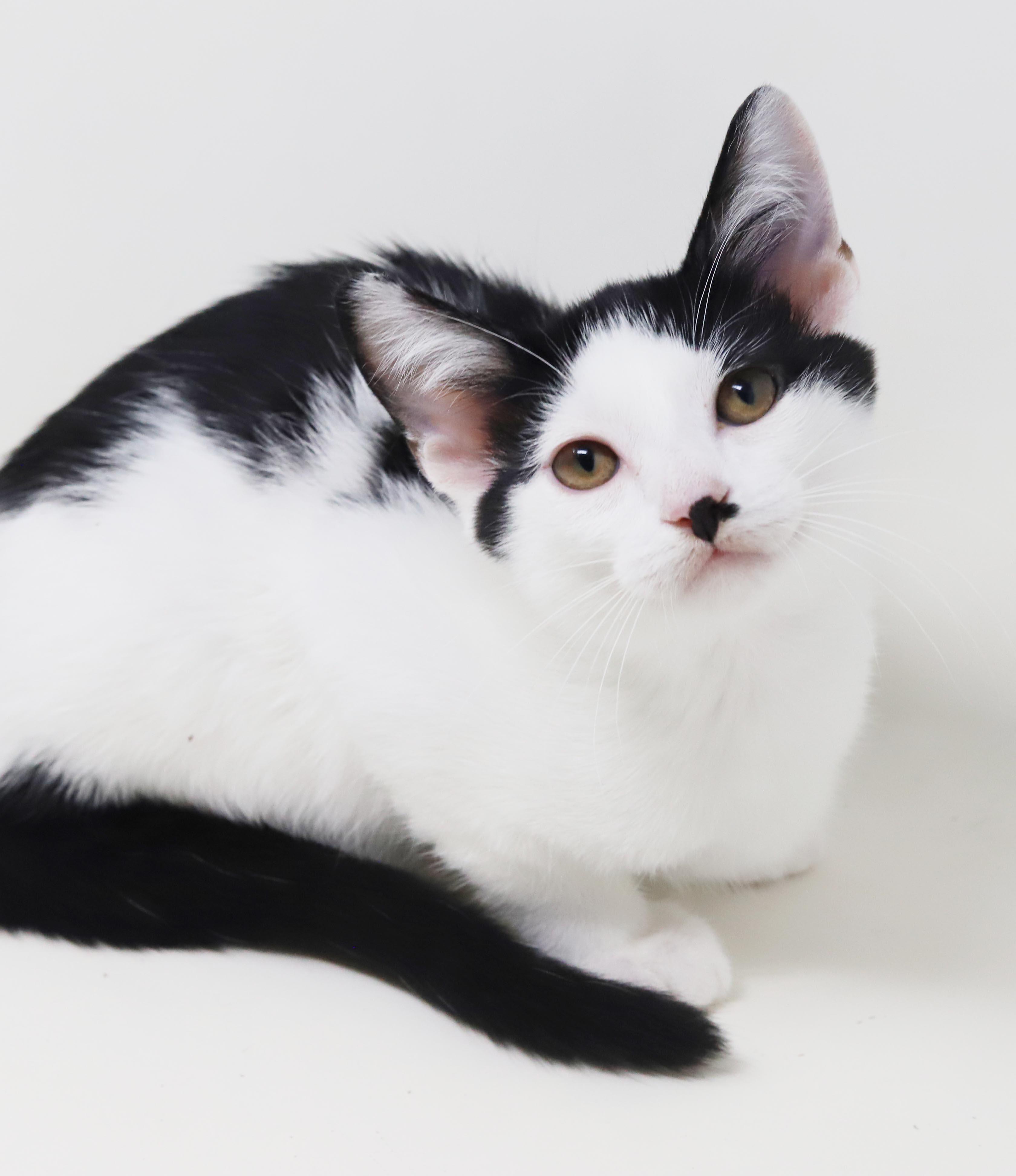 Charlie is a smushy cuddly love muffin - OLD ENOUGH TO GO SOLO, a Adoptable mixed breed in Bedford Hills, NY image 6/6
