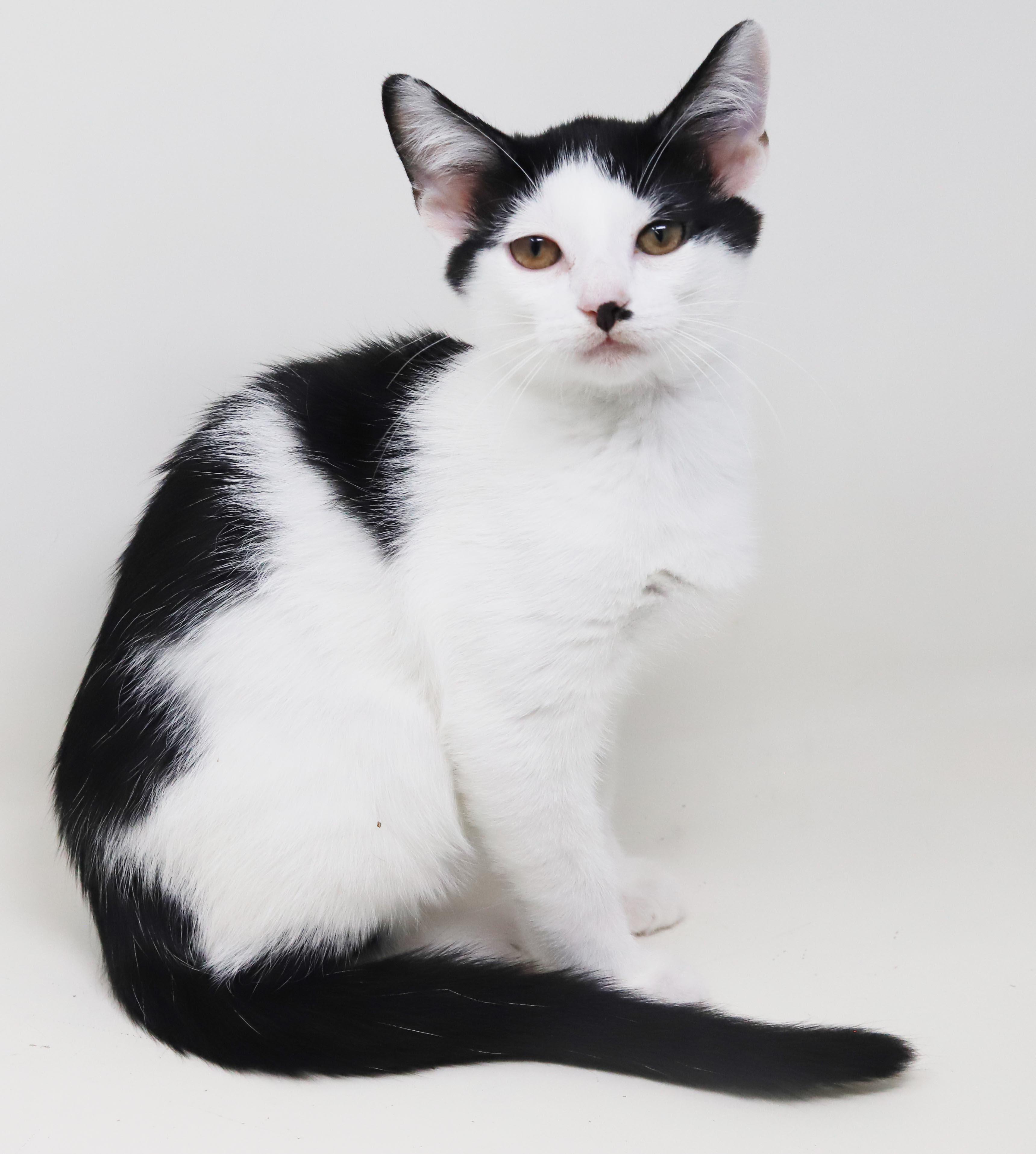 Charlie is a smushy cuddly love muffin - OLD ENOUGH TO GO SOLO, a Adoptable mixed breed in Bedford Hills, NY image 5/6