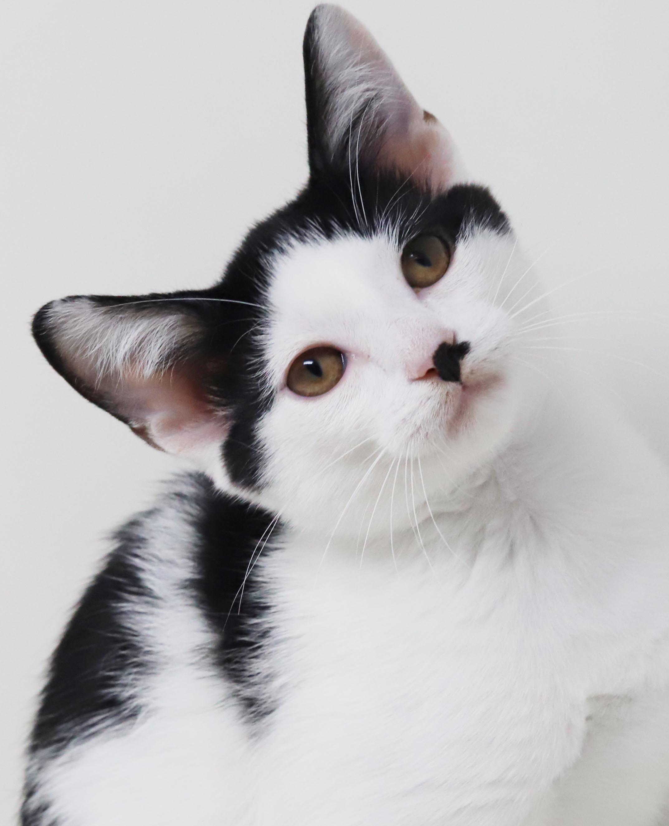 Charlie is a smushy cuddly love muffin - OLD ENOUGH TO GO SOLO, a Adoptable mixed breed in Bedford Hills, NY image 1/6