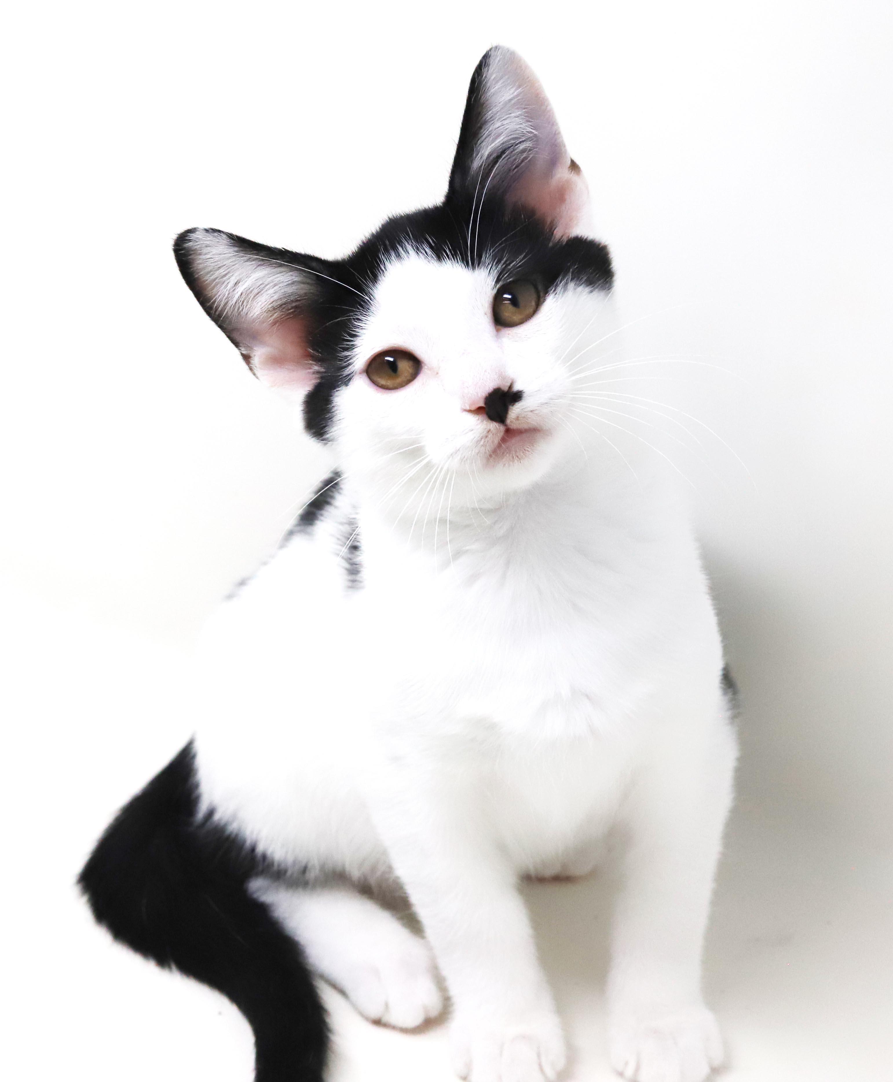 Charlie is a smushy cuddly love muffin - OLD ENOUGH TO GO SOLO, a Adoptable mixed breed in Bedford Hills, NY image 3/6