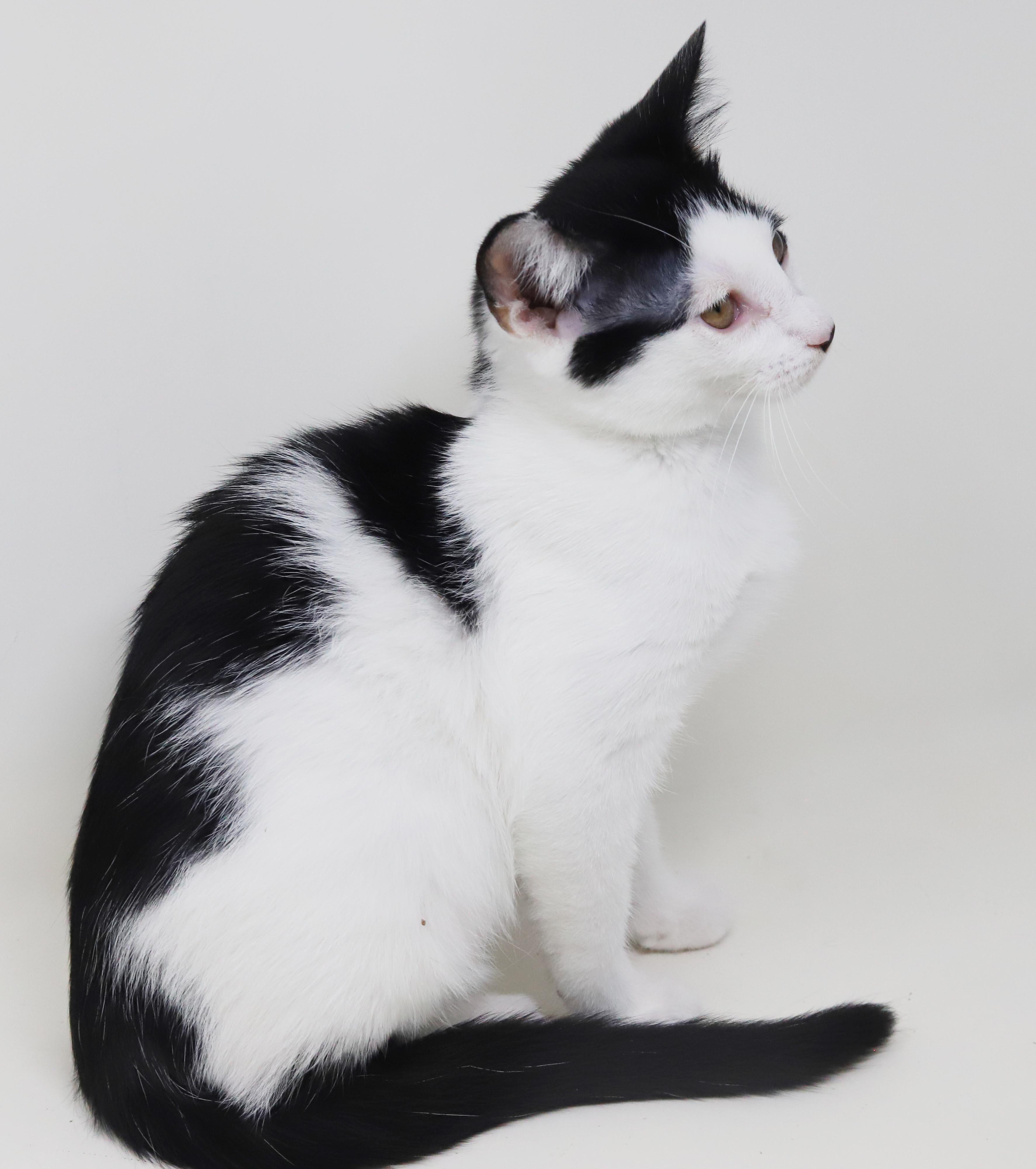 Charlie is a smushy cuddly love muffin - OLD ENOUGH TO GO SOLO, a Adoptable mixed breed in Bedford Hills, NY image 2/6