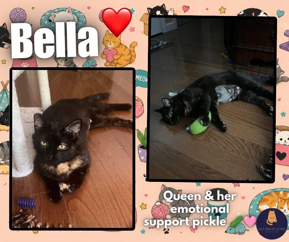 Enlarge Bella, a ADOPTABLE Tortoiseshell in Enfield, CT image 1/1