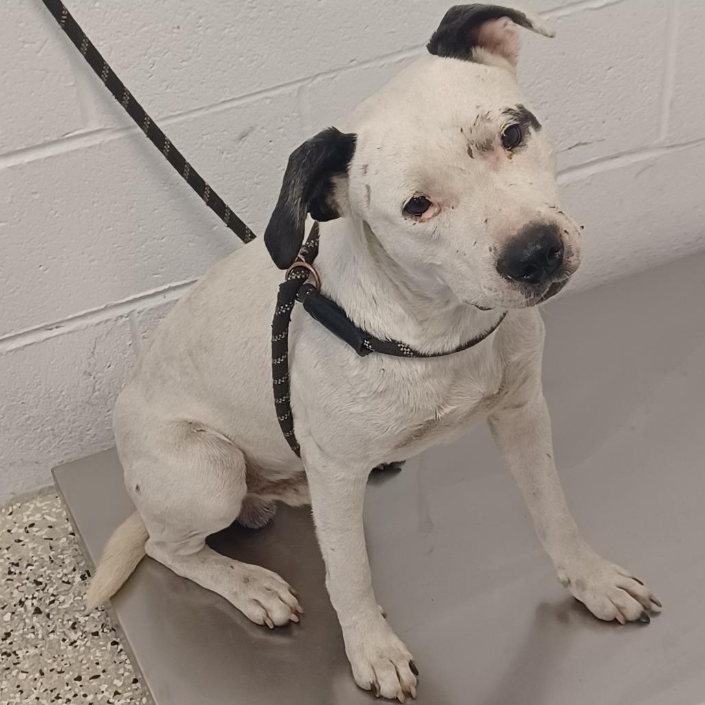 Spots, Adoptable, Adult Male American Staffordshire Terrier & Cattle Dog.