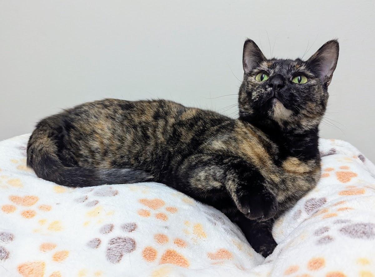 Amber, a Adoptable Domestic Short Hair in Monroe, MI image 1/3