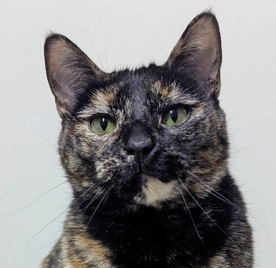 Amber, a Adoptable Domestic Short Hair in Monroe, MI image 3/3