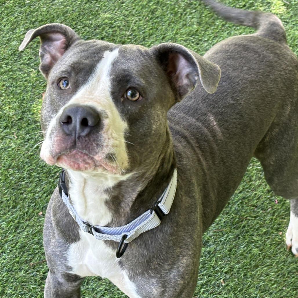 Sky, a Adoptable Mixed Breed in Davenport, IA image 1/2