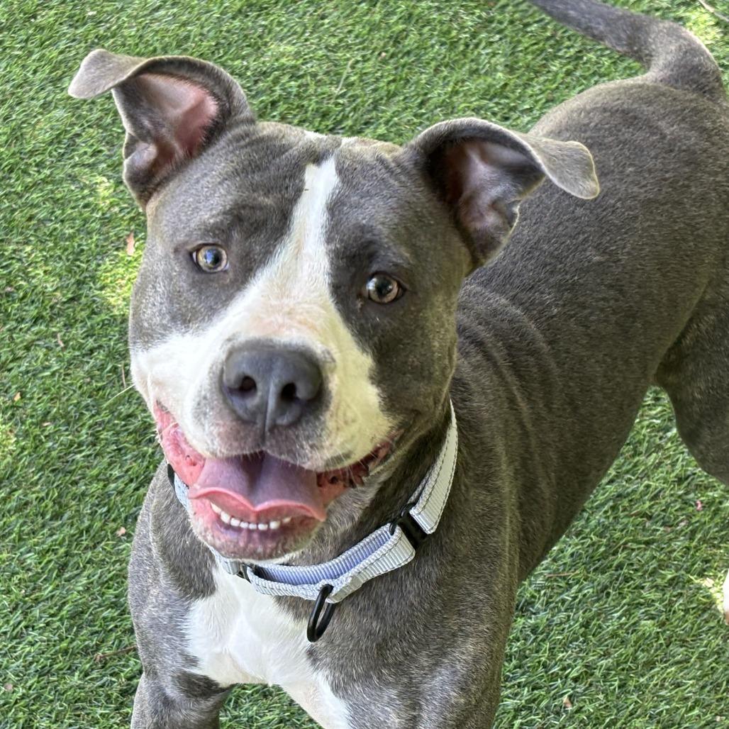 Sky, a Adoptable Mixed Breed in Davenport, IA image 2/2