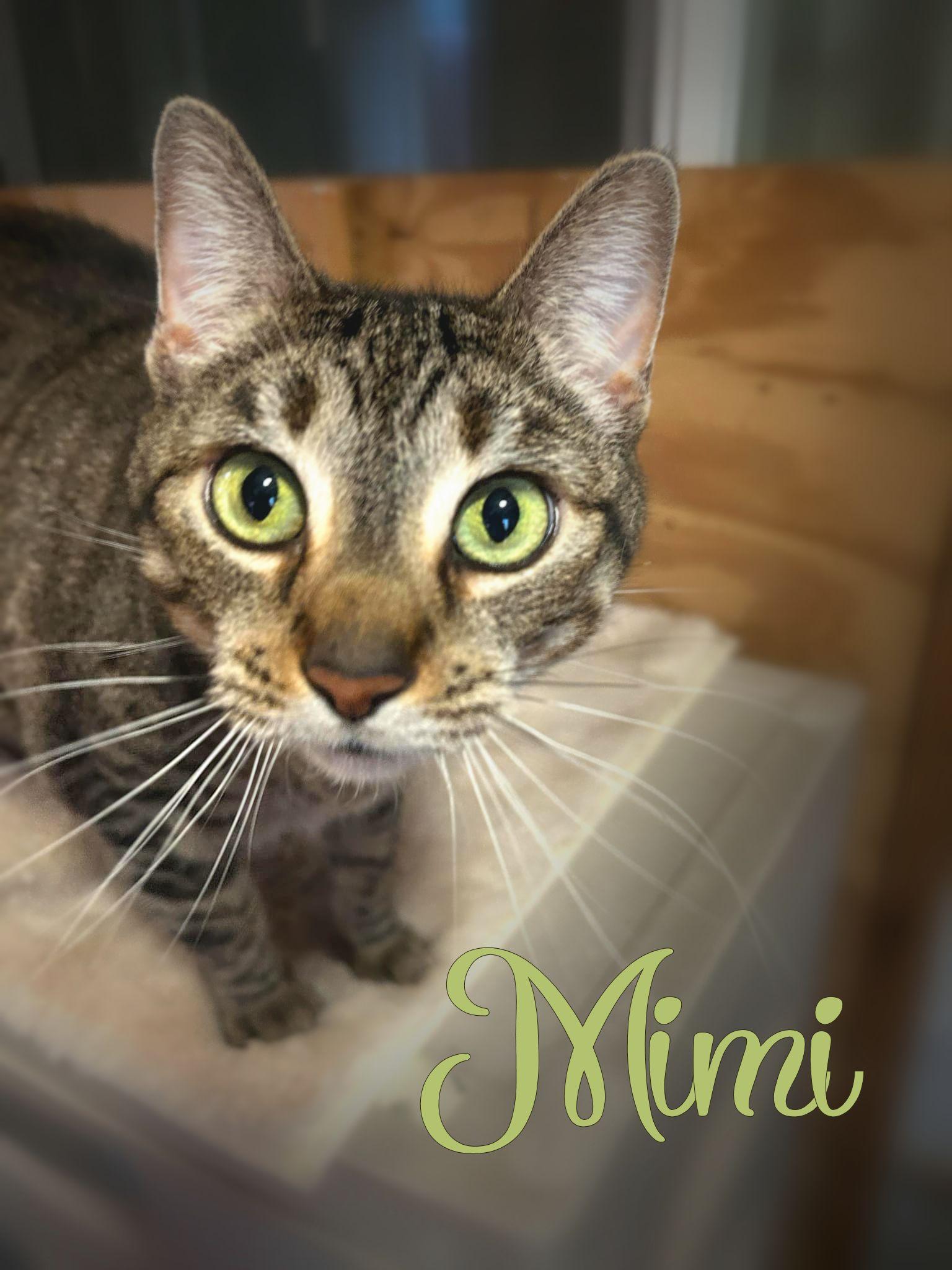 Mimi - new, a Adoptable Tabby in Sherman Oaks, CA image 2/6