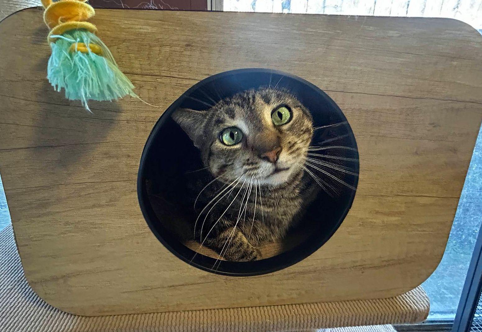 Mimi - new, a Adoptable Tabby in Sherman Oaks, CA image 4/6