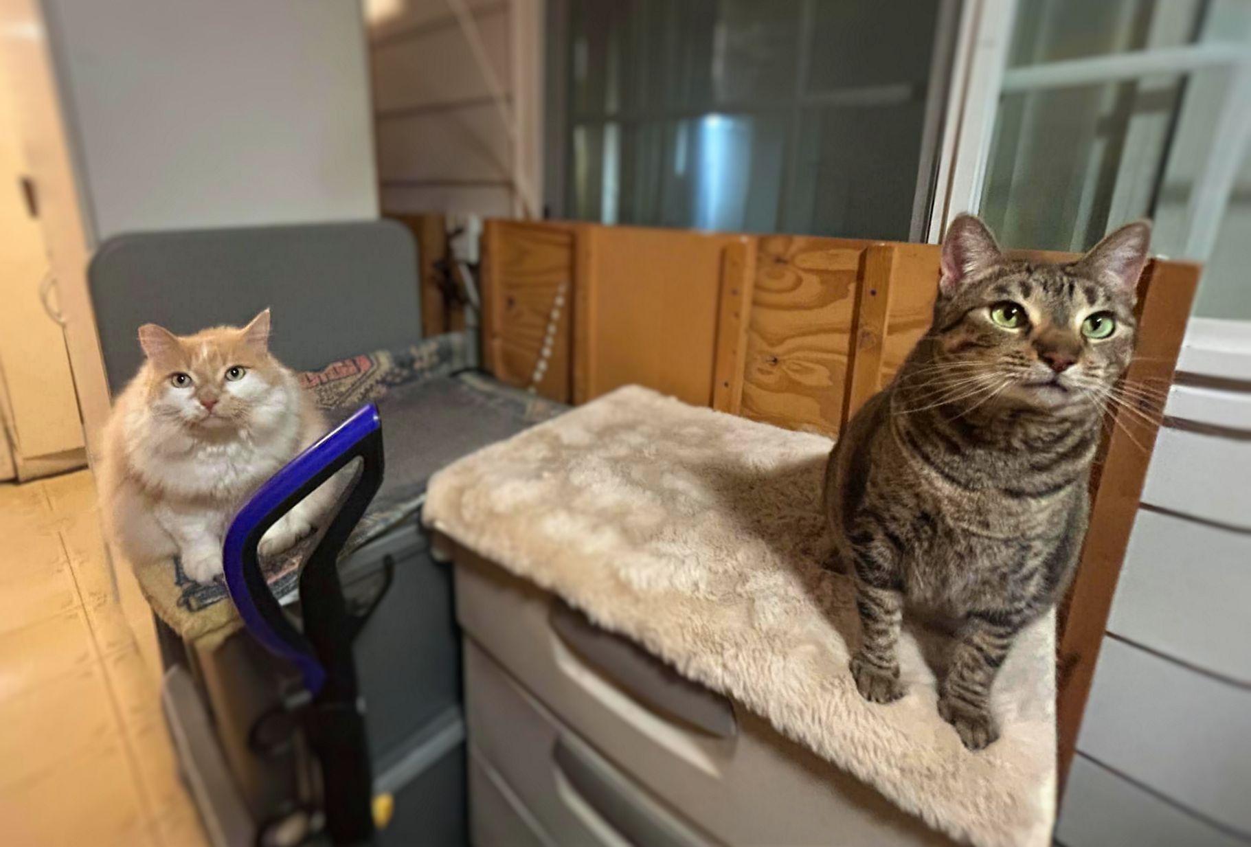Mimi - new, a Adoptable Tabby in Sherman Oaks, CA image 5/6