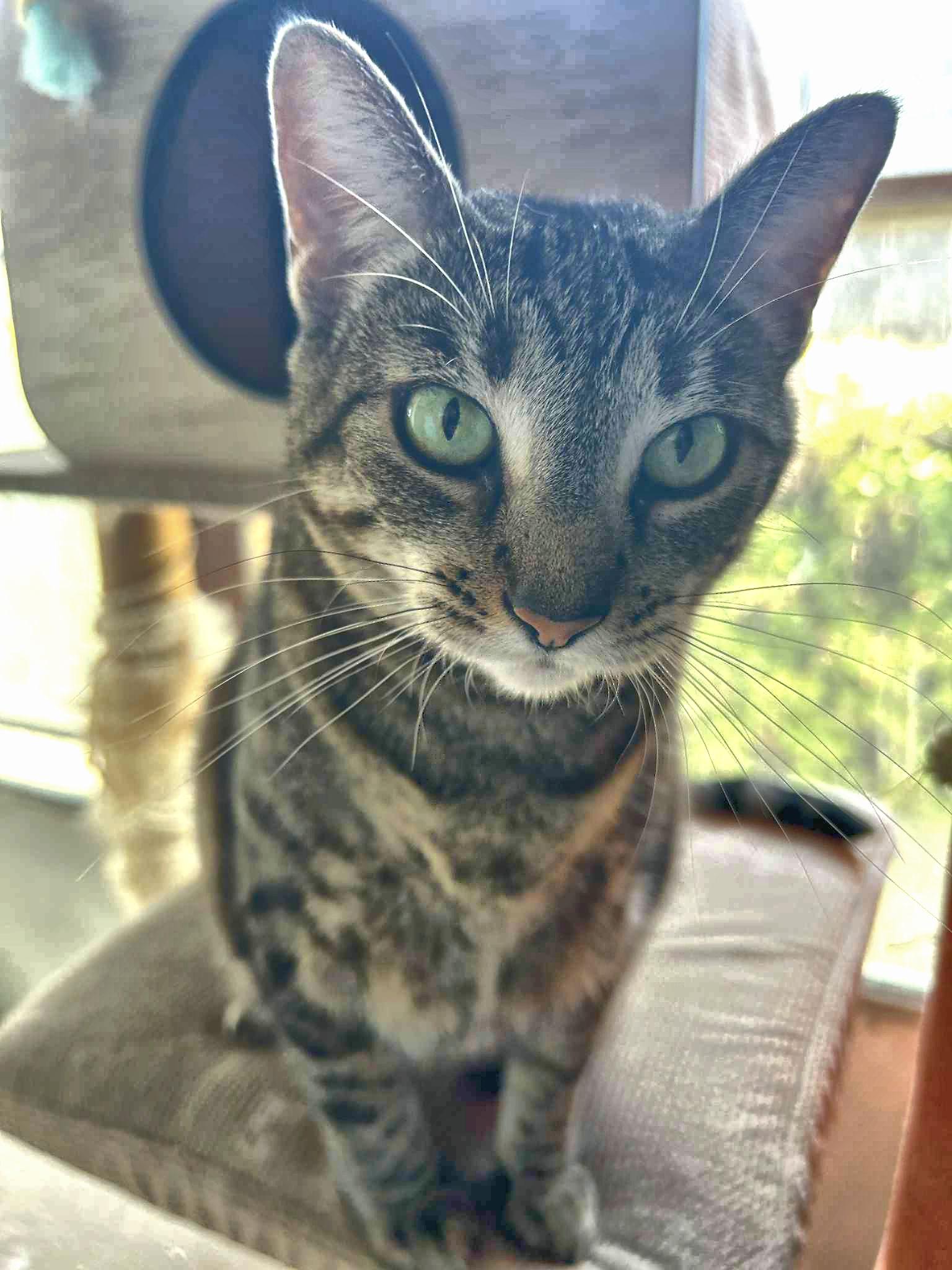 Mimi - new, a Adoptable Tabby in Sherman Oaks, CA image 3/6