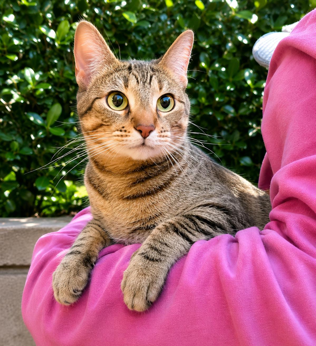 Mimi - new, Adoptable, Adult Female Tabby.