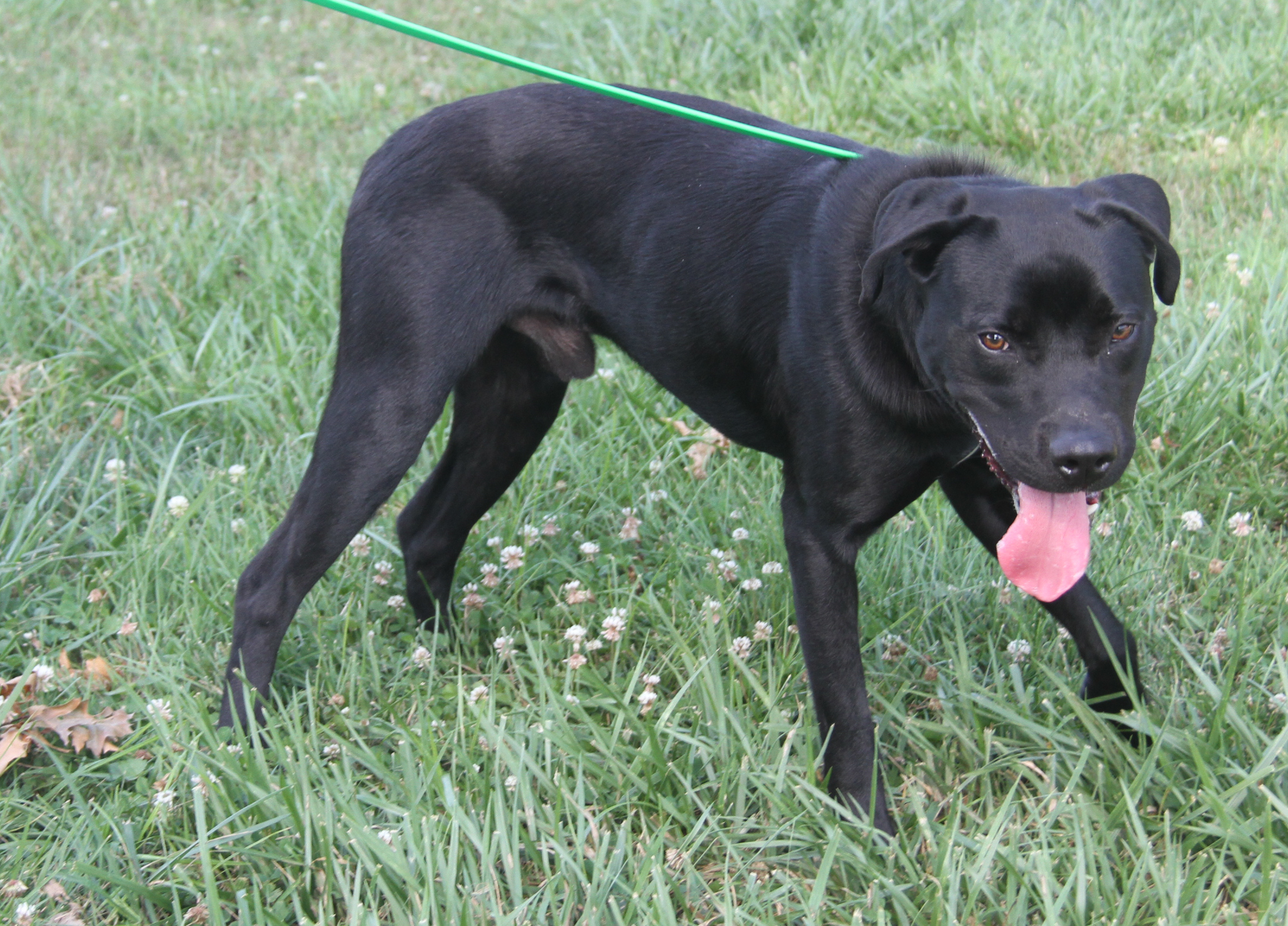 Nasa (Neutered), a Adoptable Labrador Retriever in Marietta, OH image 6/6