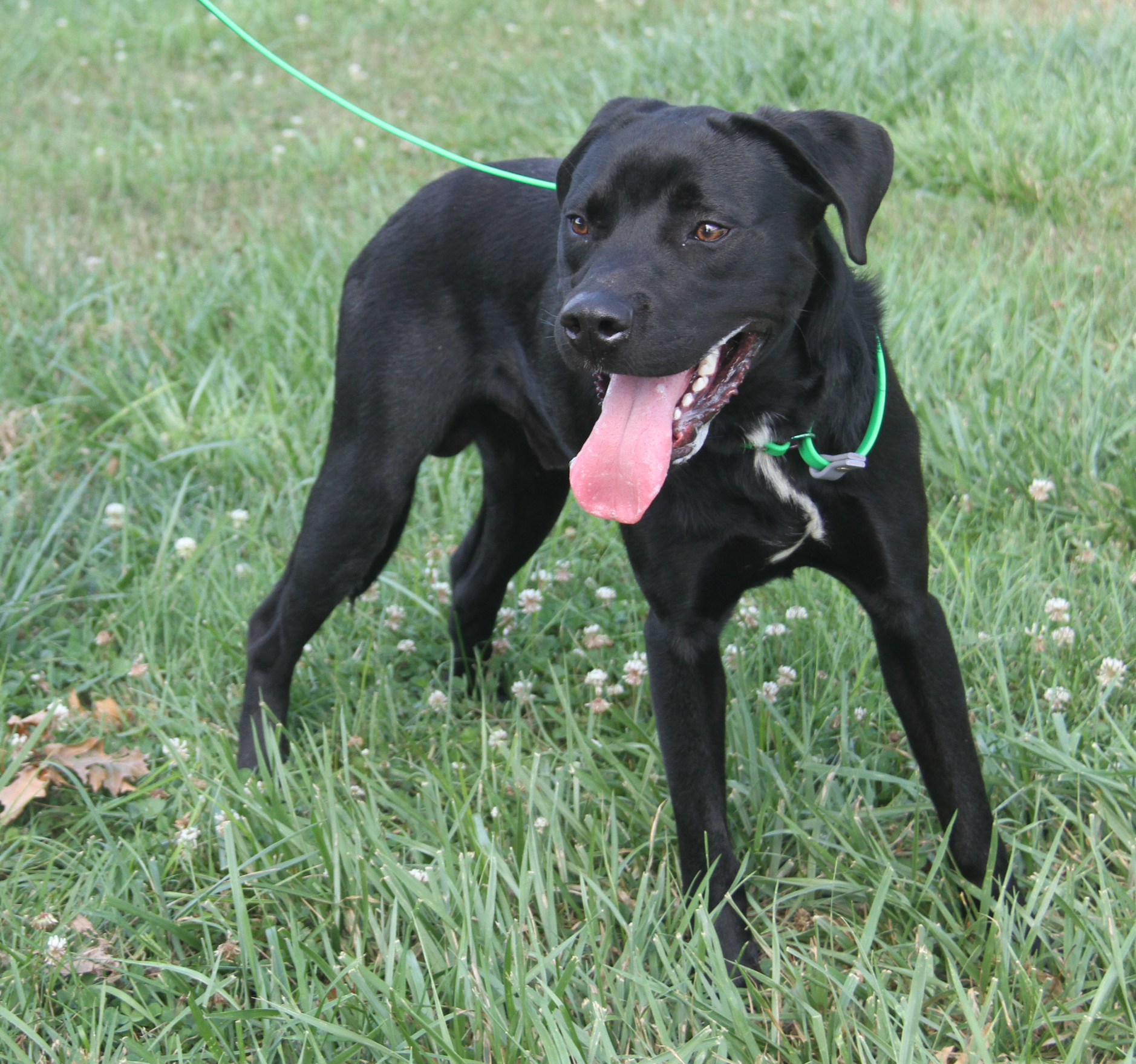 Nasa (Neutered), a Adoptable Labrador Retriever in Marietta, OH image 2/6
