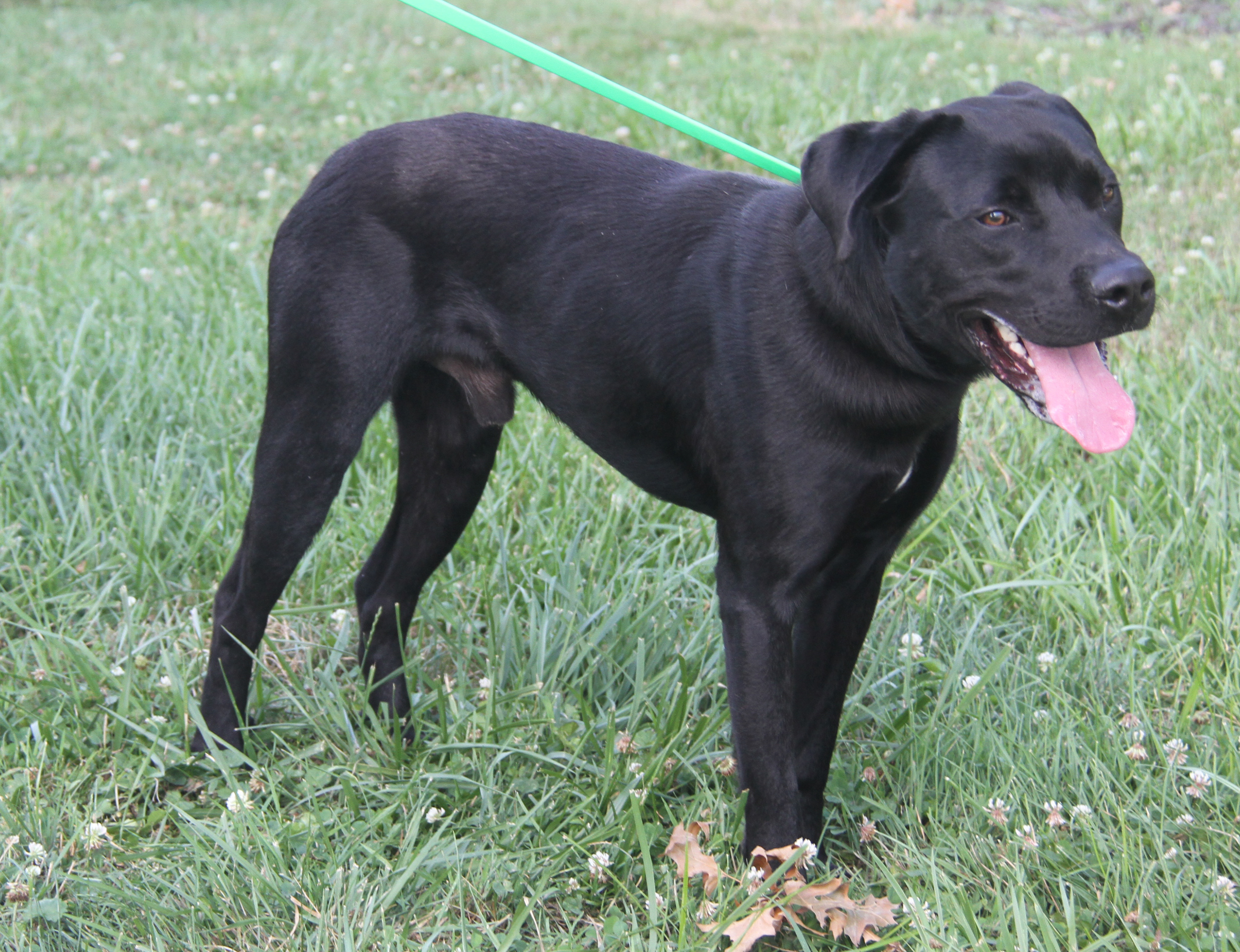 Nasa (Neutered), a Adoptable Labrador Retriever in Marietta, OH image 5/6
