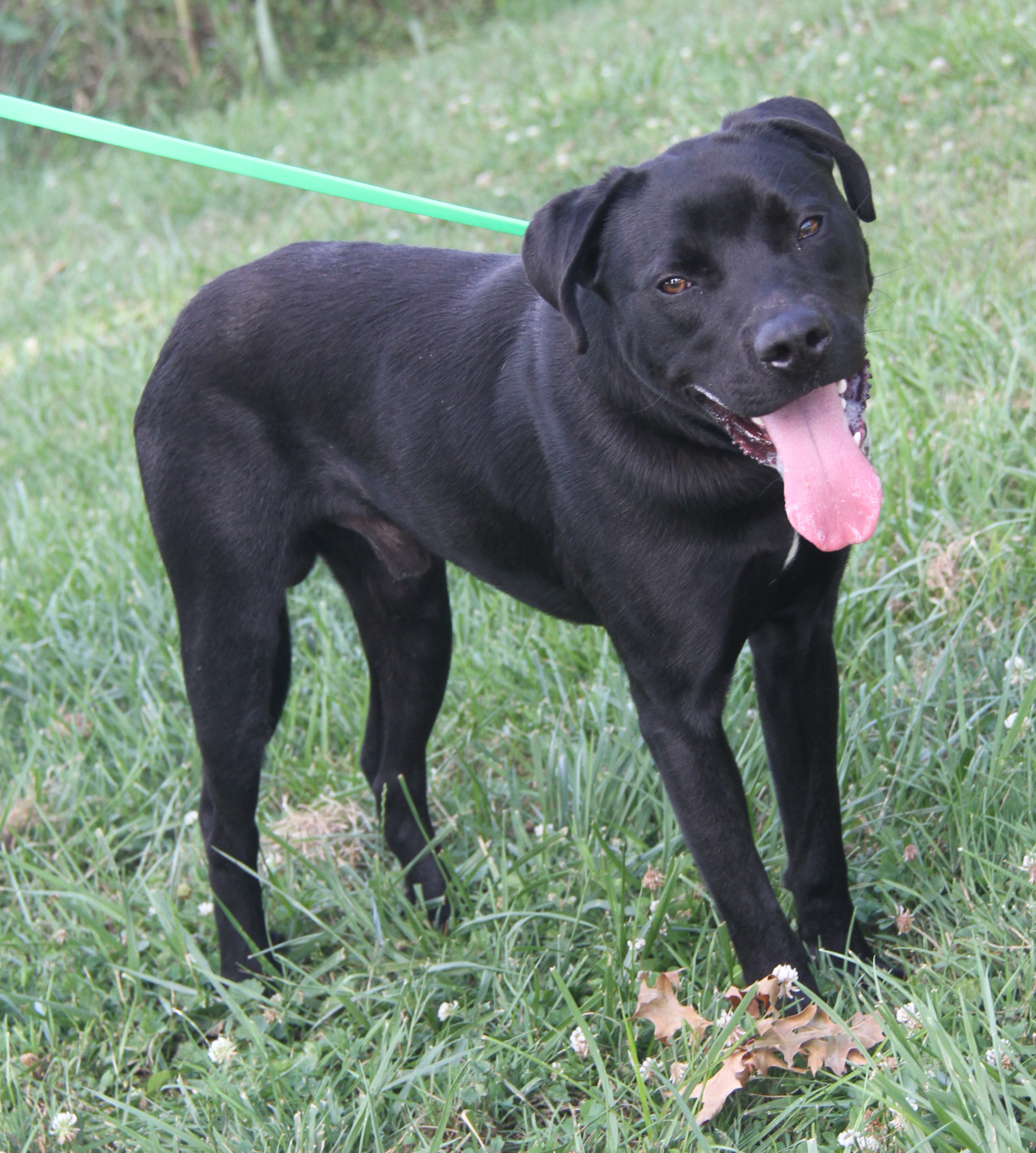 Nasa (Neutered), a Adoptable Labrador Retriever in Marietta, OH image 1/6
