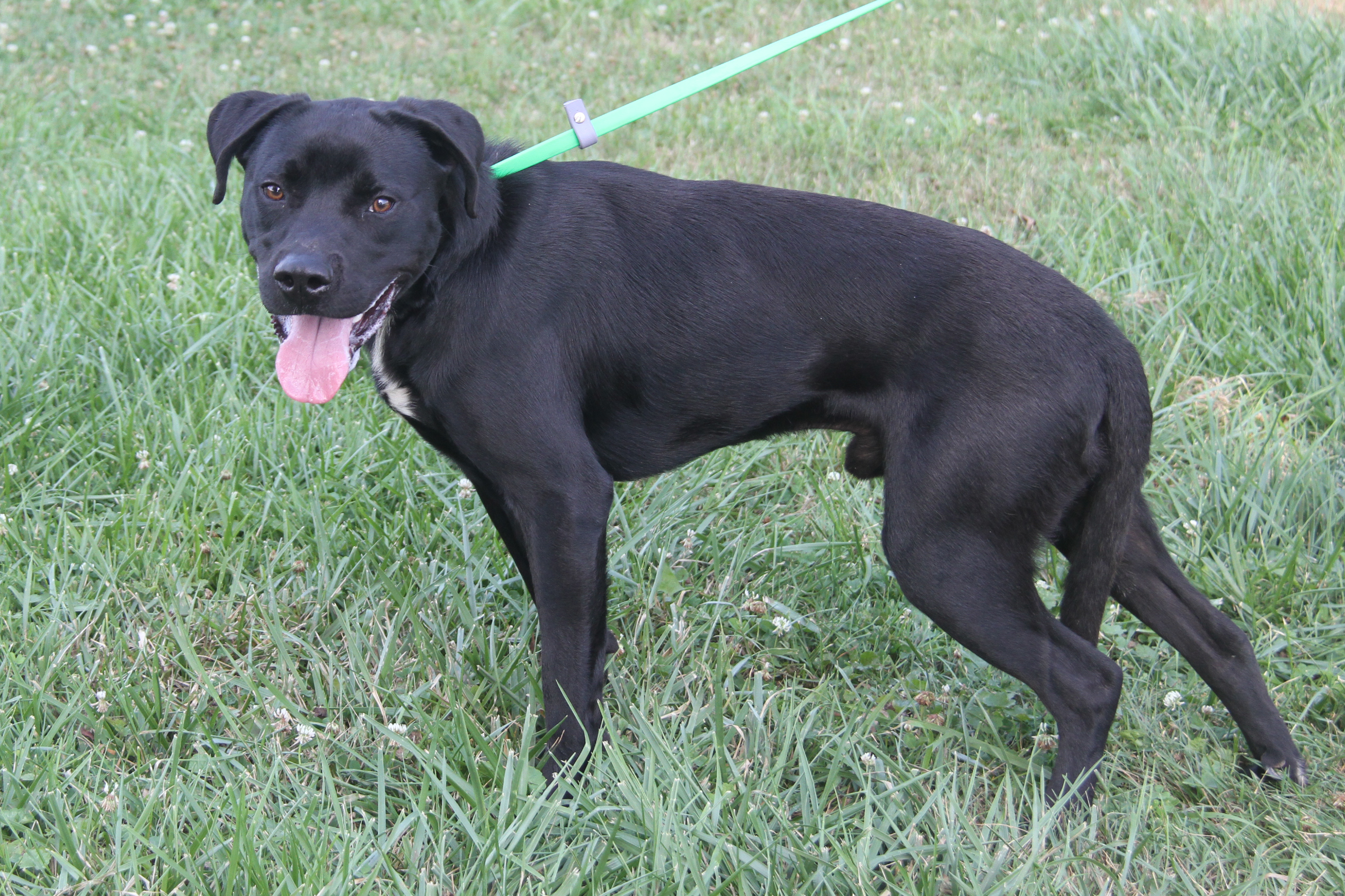 Nasa (Neutered), a Adoptable Labrador Retriever in Marietta, OH image 3/6