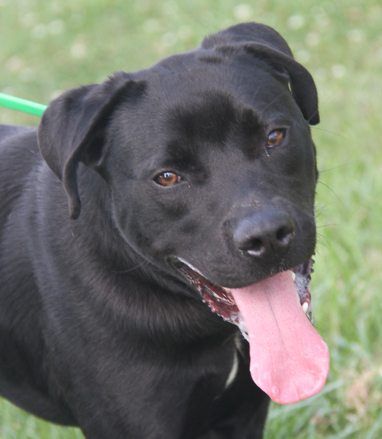 Nasa (Neutered), Adoptable, Young Male Labrador Retriever.