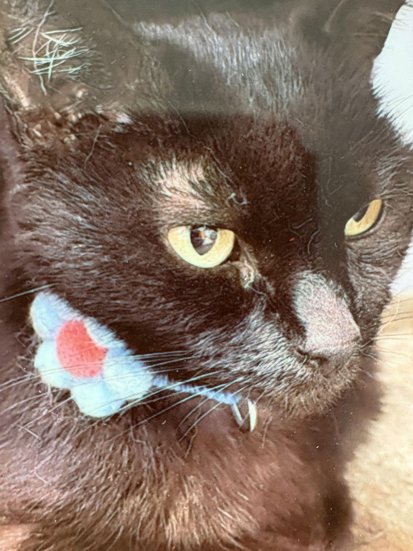 Winnie, Adoptable, Young Female Domestic Short Hair.