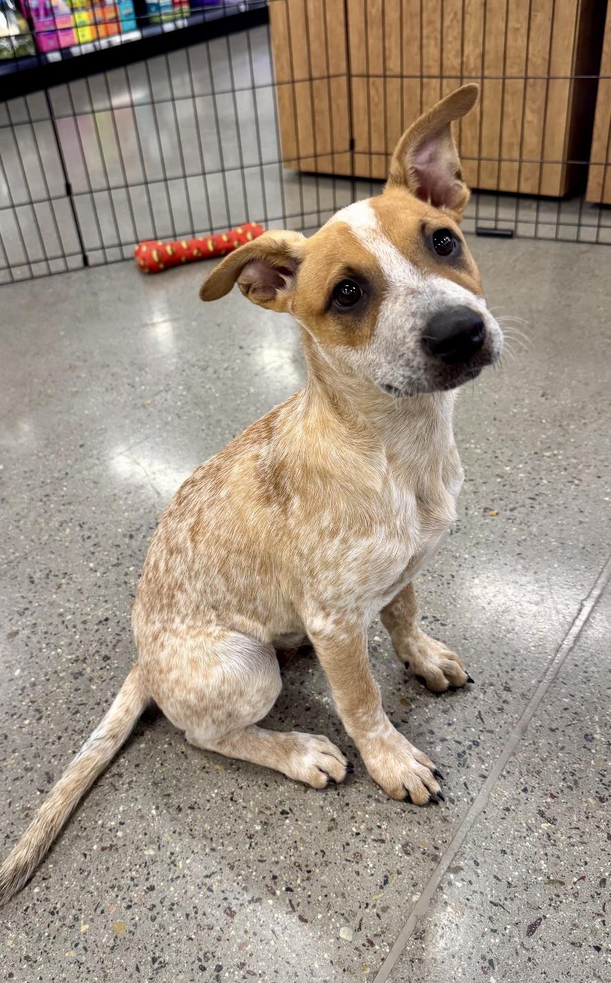 France, ADOPTABLE, Puppy Female Australian Cattle Dog / Blue Heeler.