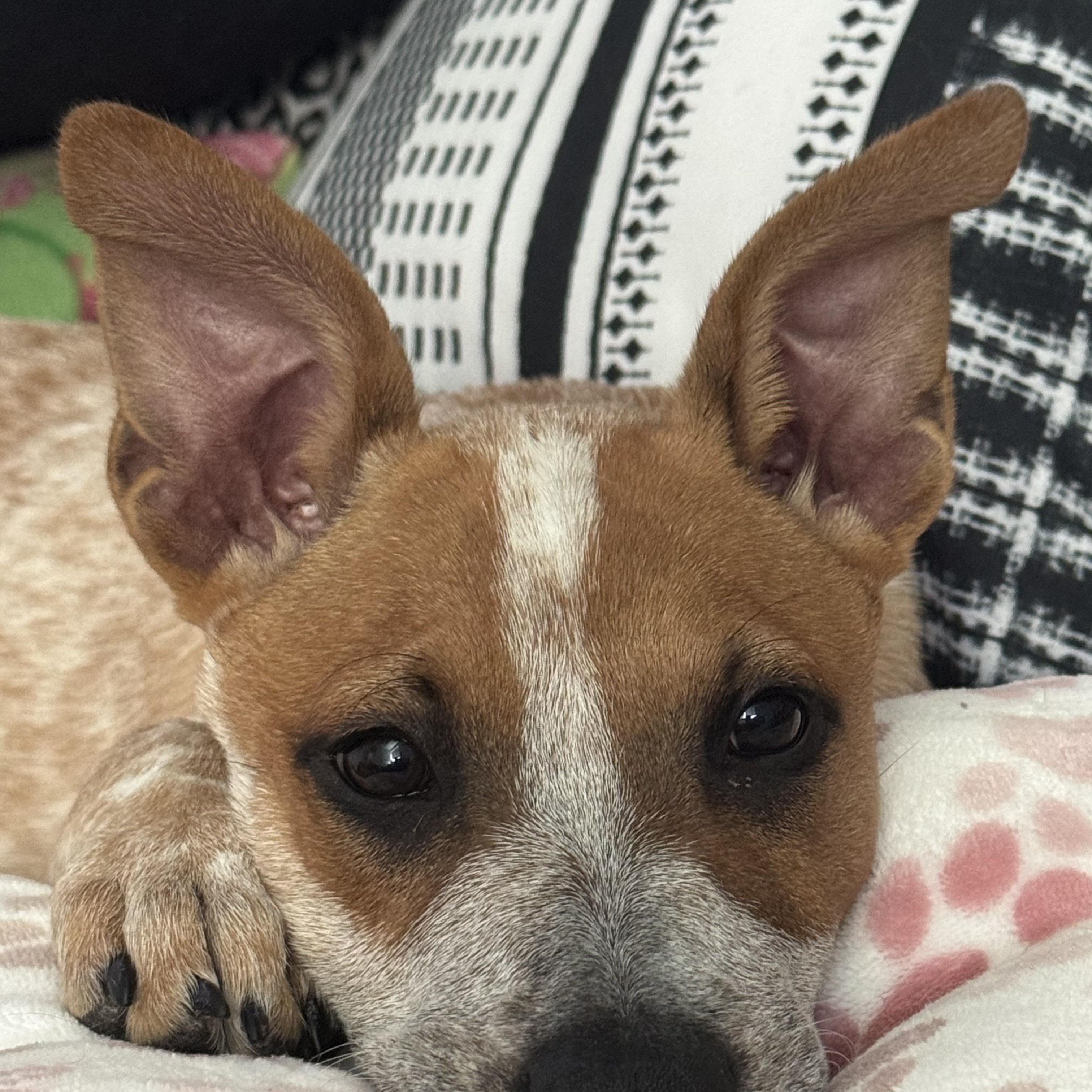 Enlarge France, a ADOPTABLE mixed breed in El Cajon, CA image 3/3