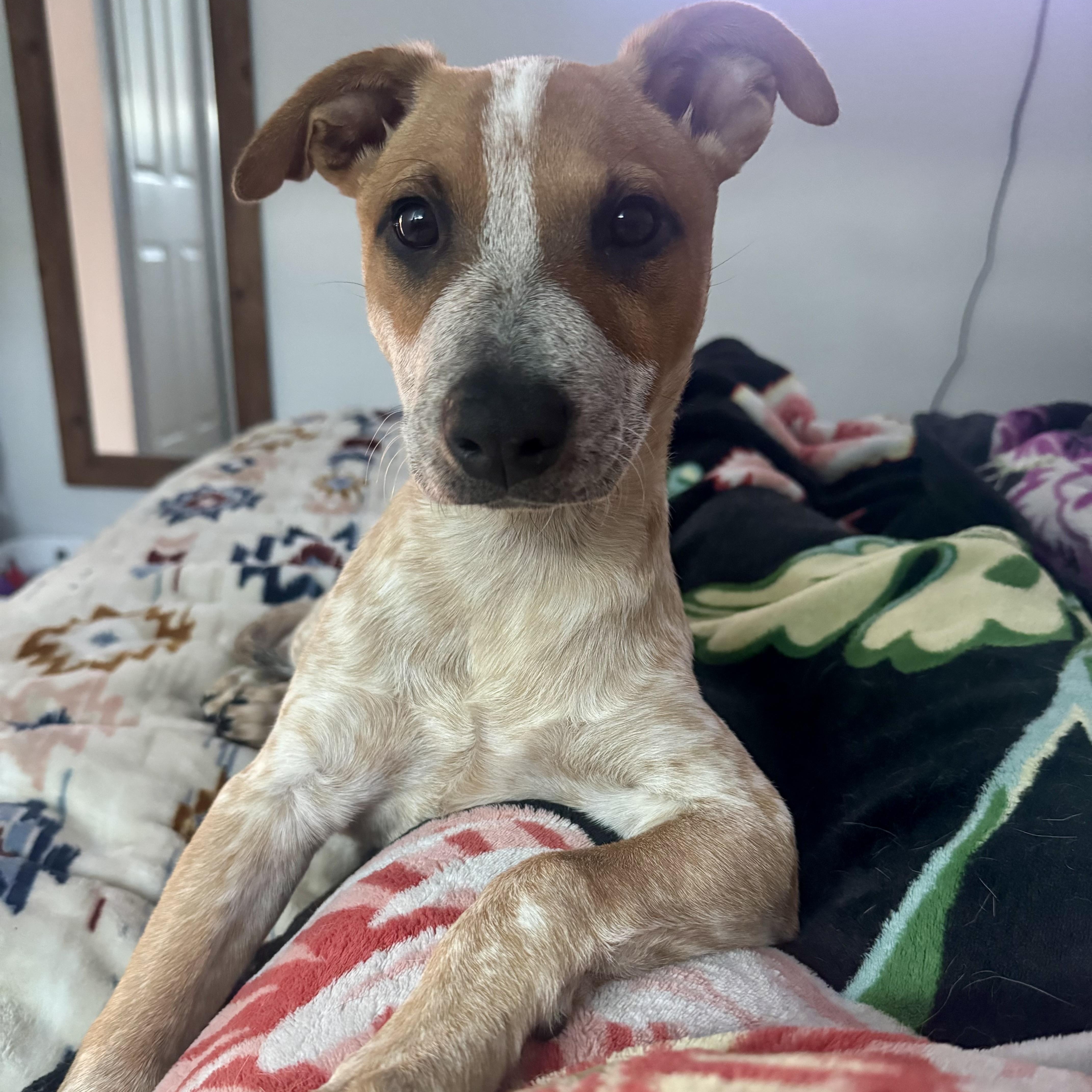 Enlarge France, a ADOPTABLE mixed breed in El Cajon, CA image 2/3
