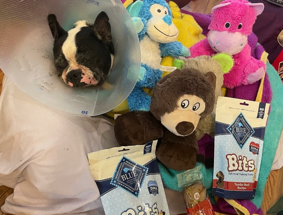 RUSSO - Adopted!!, a Adoptable Boston Terrier in Spring, TX image 1/5