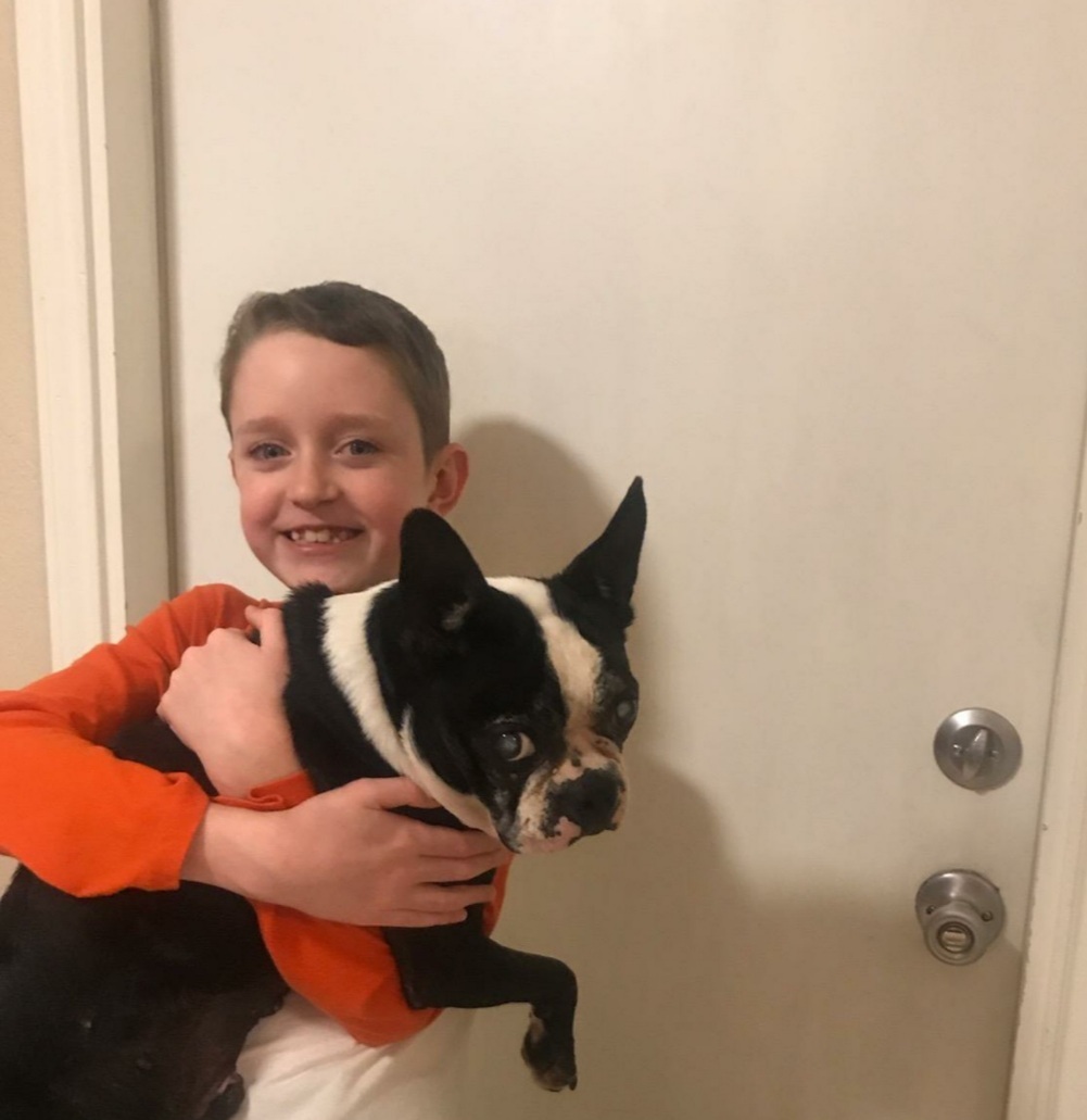 RUSSO - Adopted!!, a Adoptable Boston Terrier in Spring, TX image 2/5