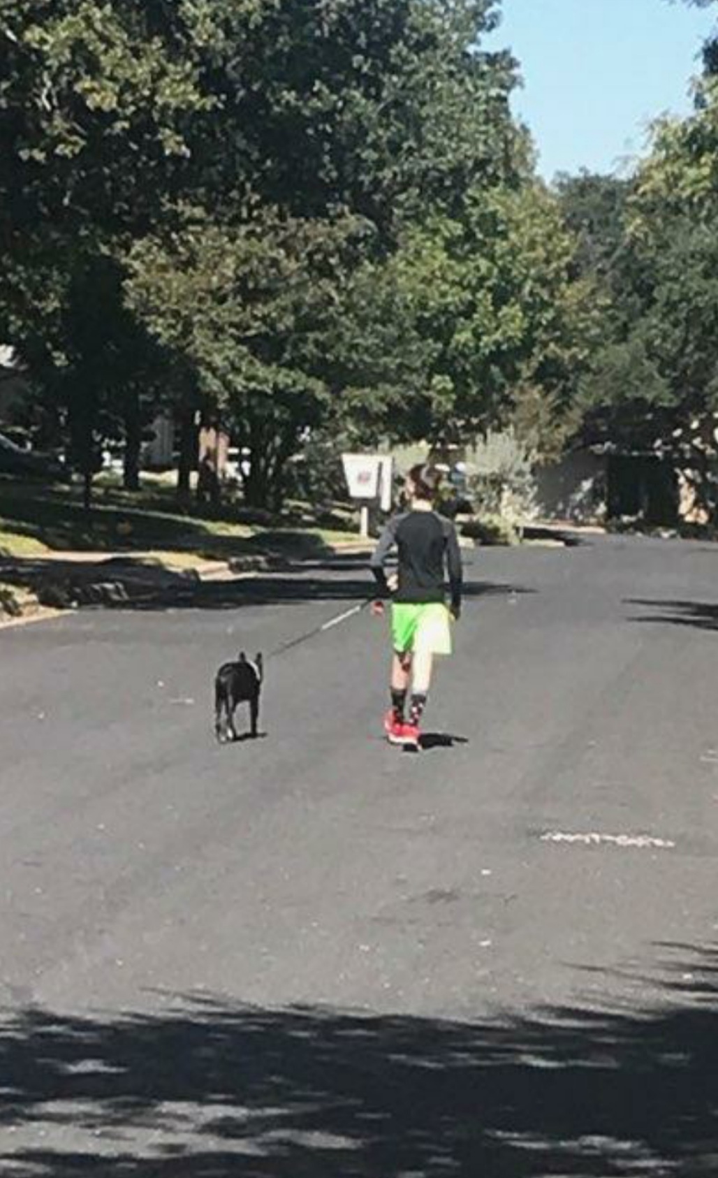 RUSSO - Adopted!!, a Adoptable Boston Terrier in Spring, TX image 3/5