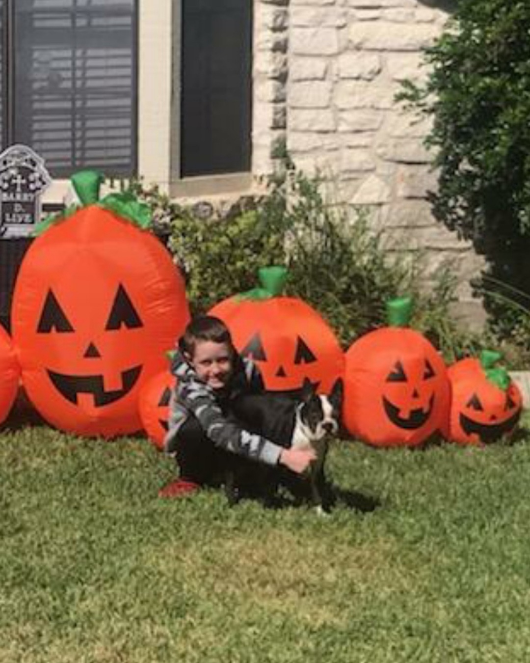 RUSSO - Adopted!!, a Adoptable Boston Terrier in Spring, TX image 4/5