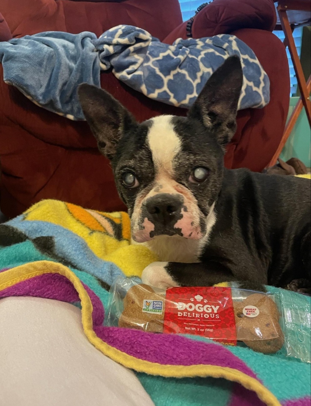 RUSSO - Adopted!!, a Adoptable Boston Terrier in Spring, TX image 5/5