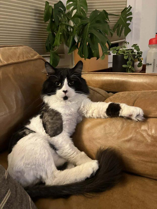 Enlarge Tim, a ADOPTABLE Domestic Short Hair in Anchorage, AK image 1/1