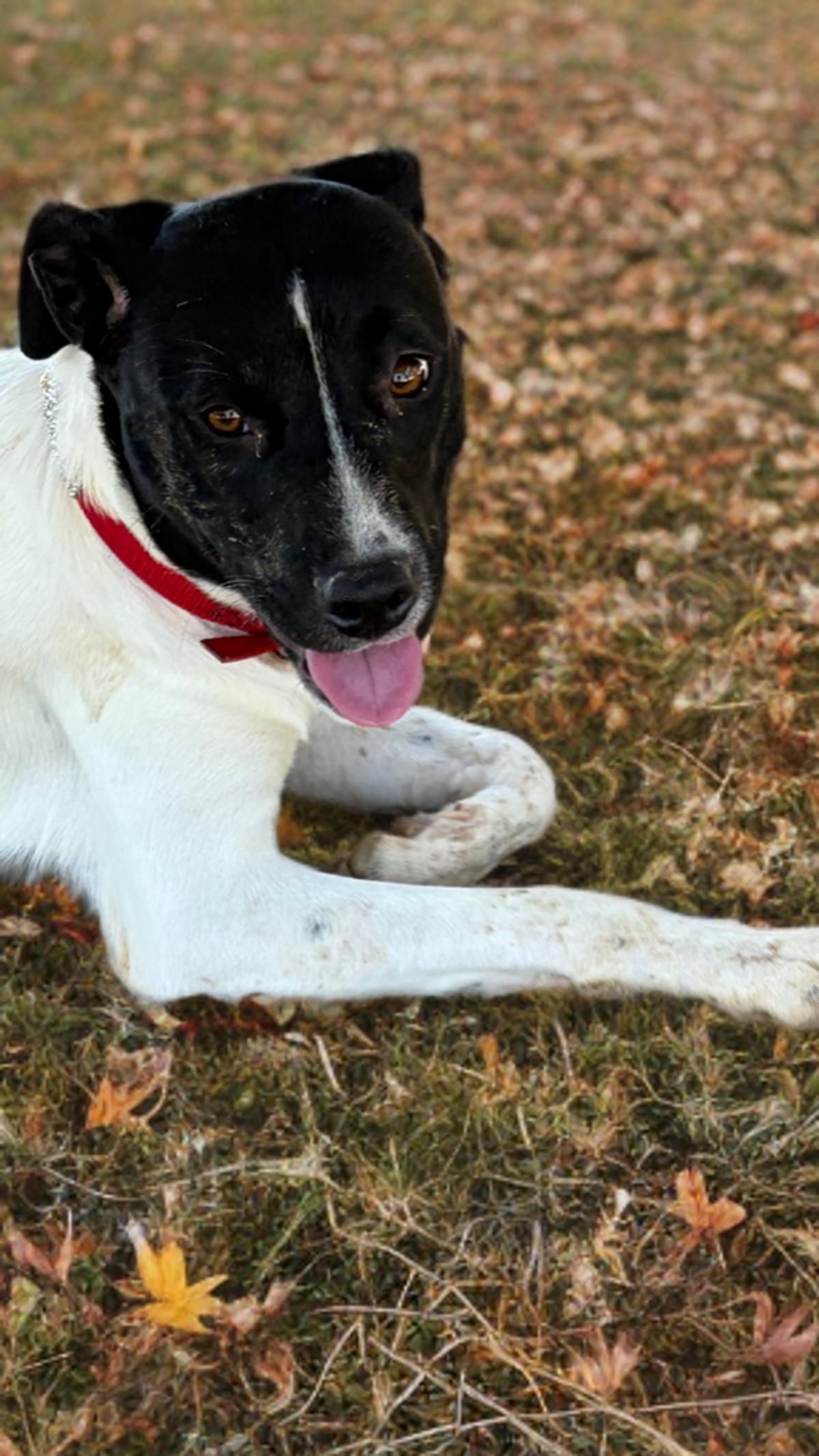 Dolly, Adoptable, Adult Female Labrador Retriever & Cattle Dog.