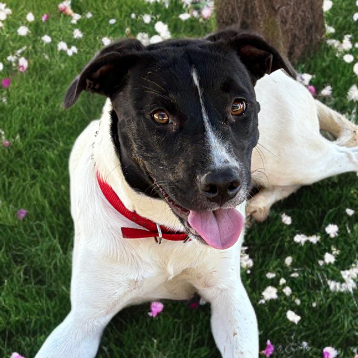 Enlarge Dolly, a Adoptable mixed breed in Kingman, AZ image 2/3