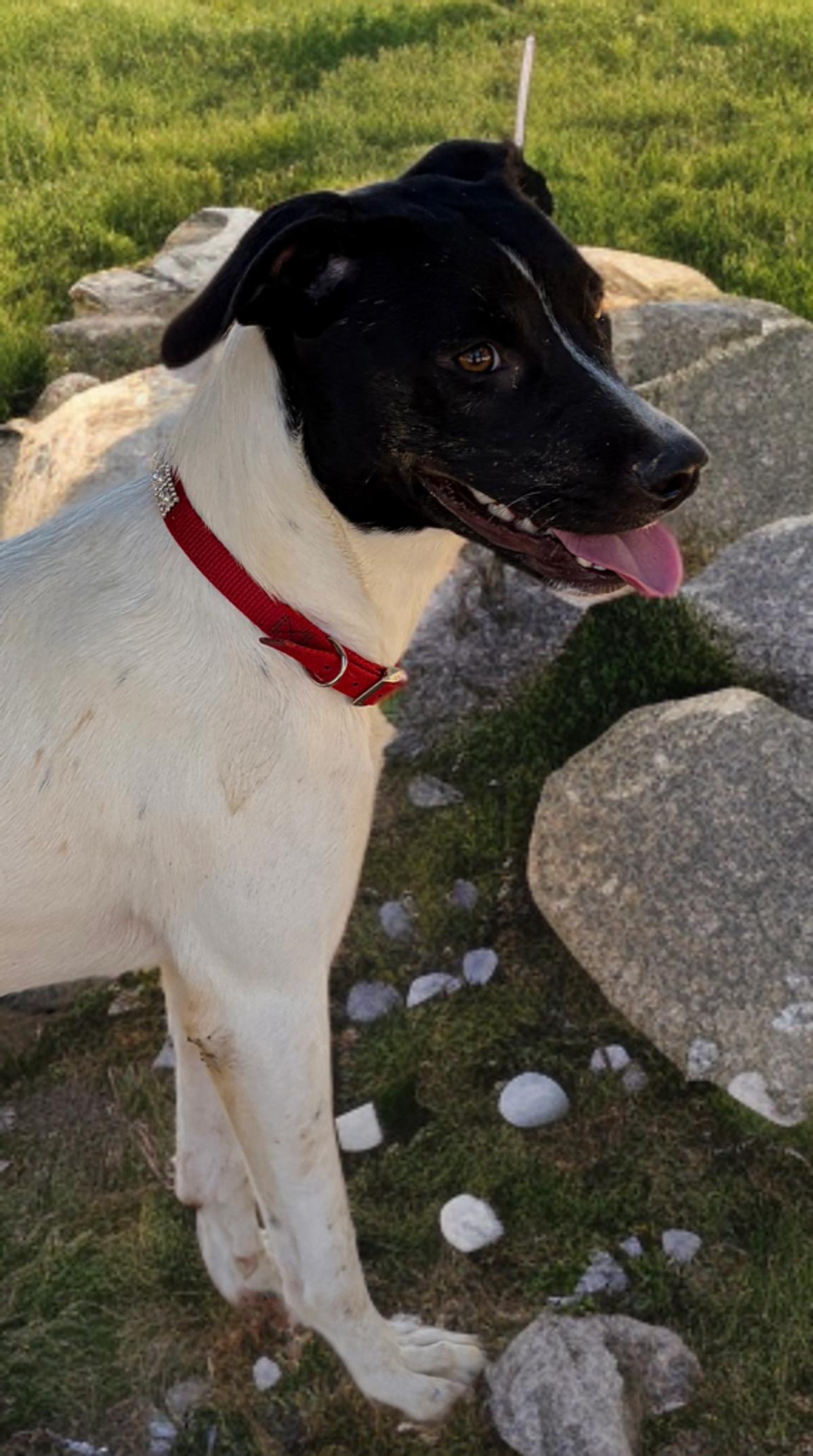 Enlarge Dolly, a Adoptable mixed breed in Kingman, AZ image 3/3