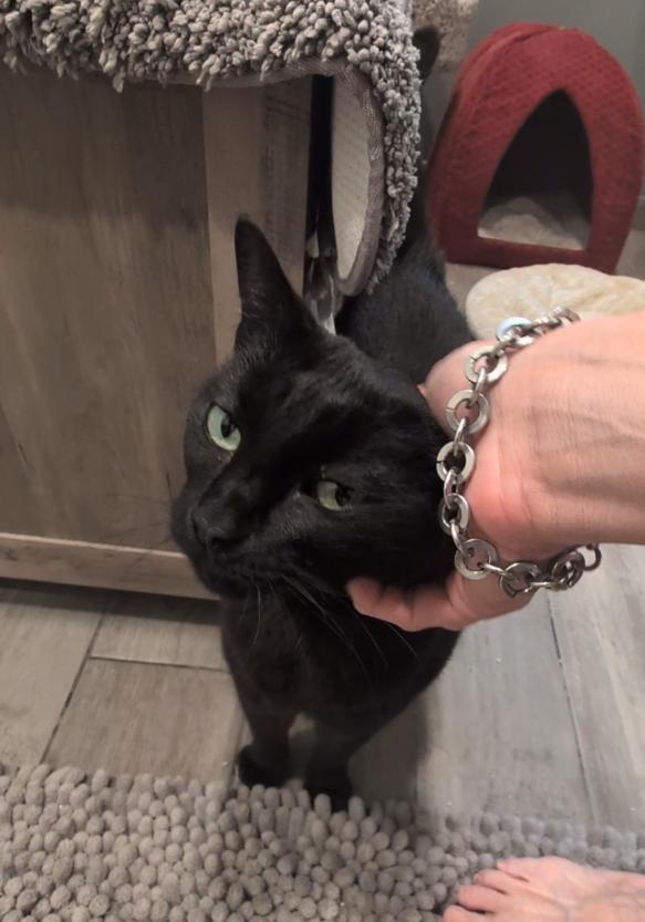 Bonnie, Adoptable, Senior Female Domestic Short Hair.