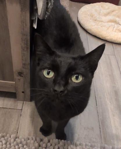 Enlarge Bonnie, a Adoptable Domestic Short Hair in Monrovia, CA image 2/3