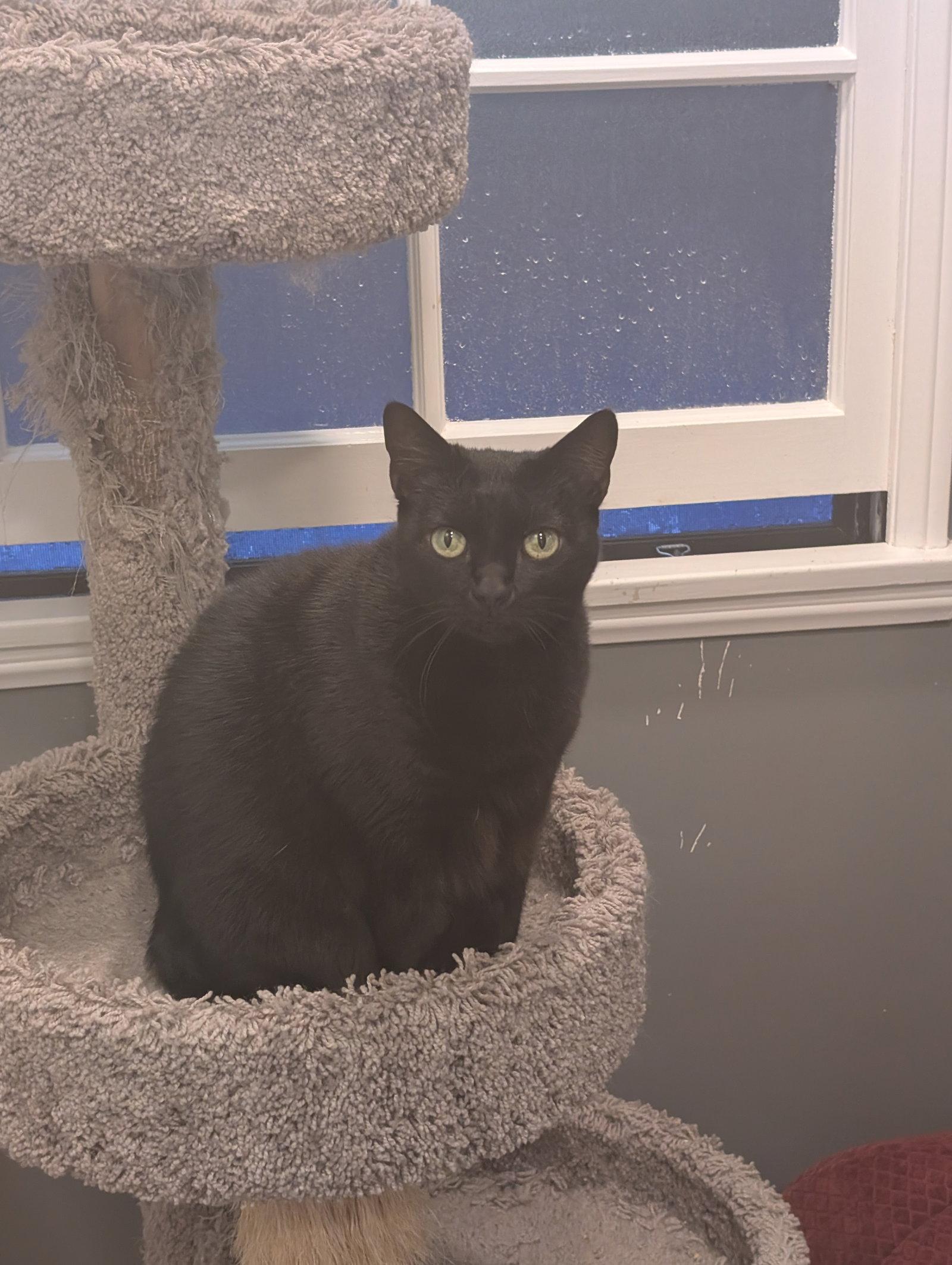 Enlarge Bonnie, a Adoptable Domestic Short Hair in Monrovia, CA image 3/3