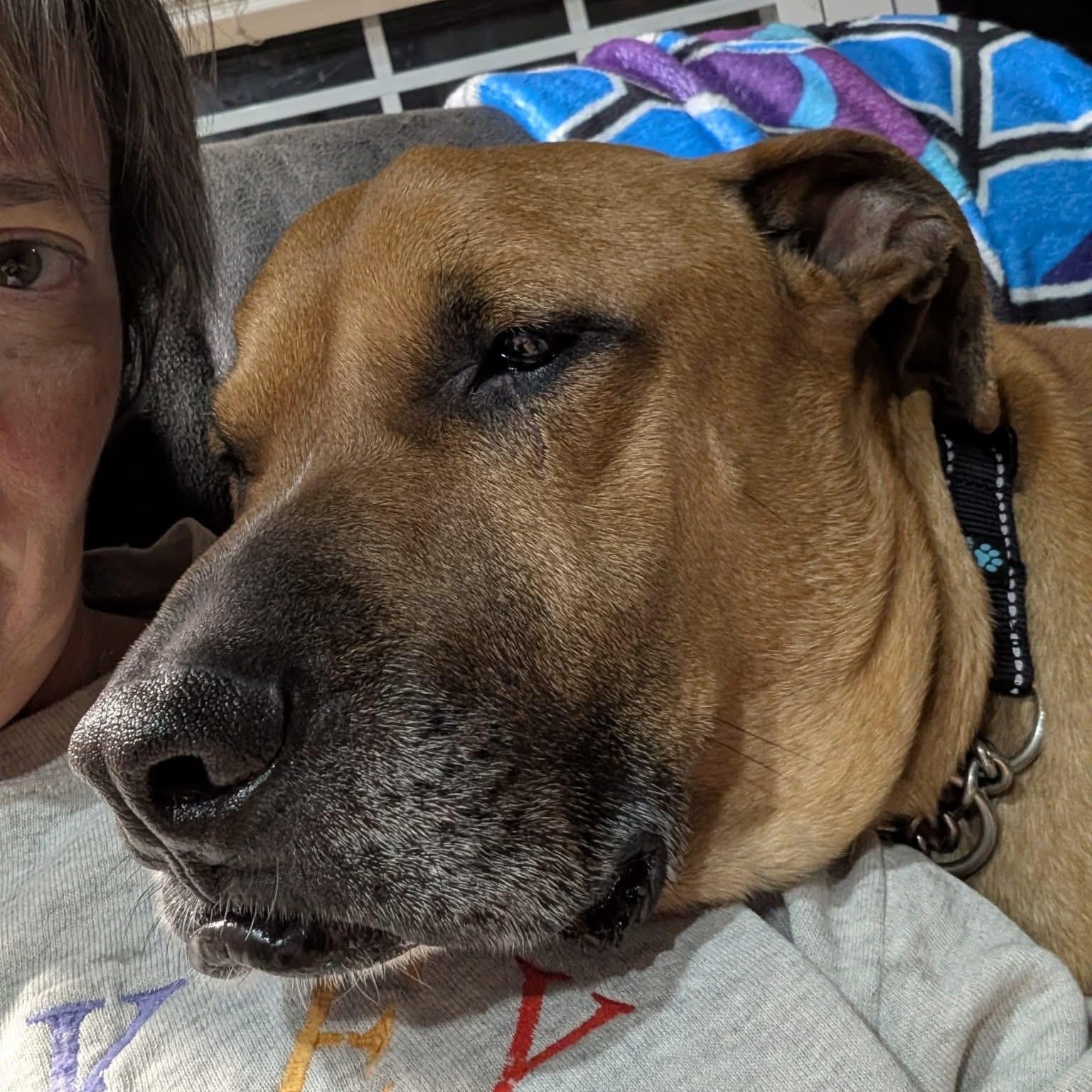 Enlarge Jasper, a ADOPTABLE mixed breed in Ayden, NC image 3/5