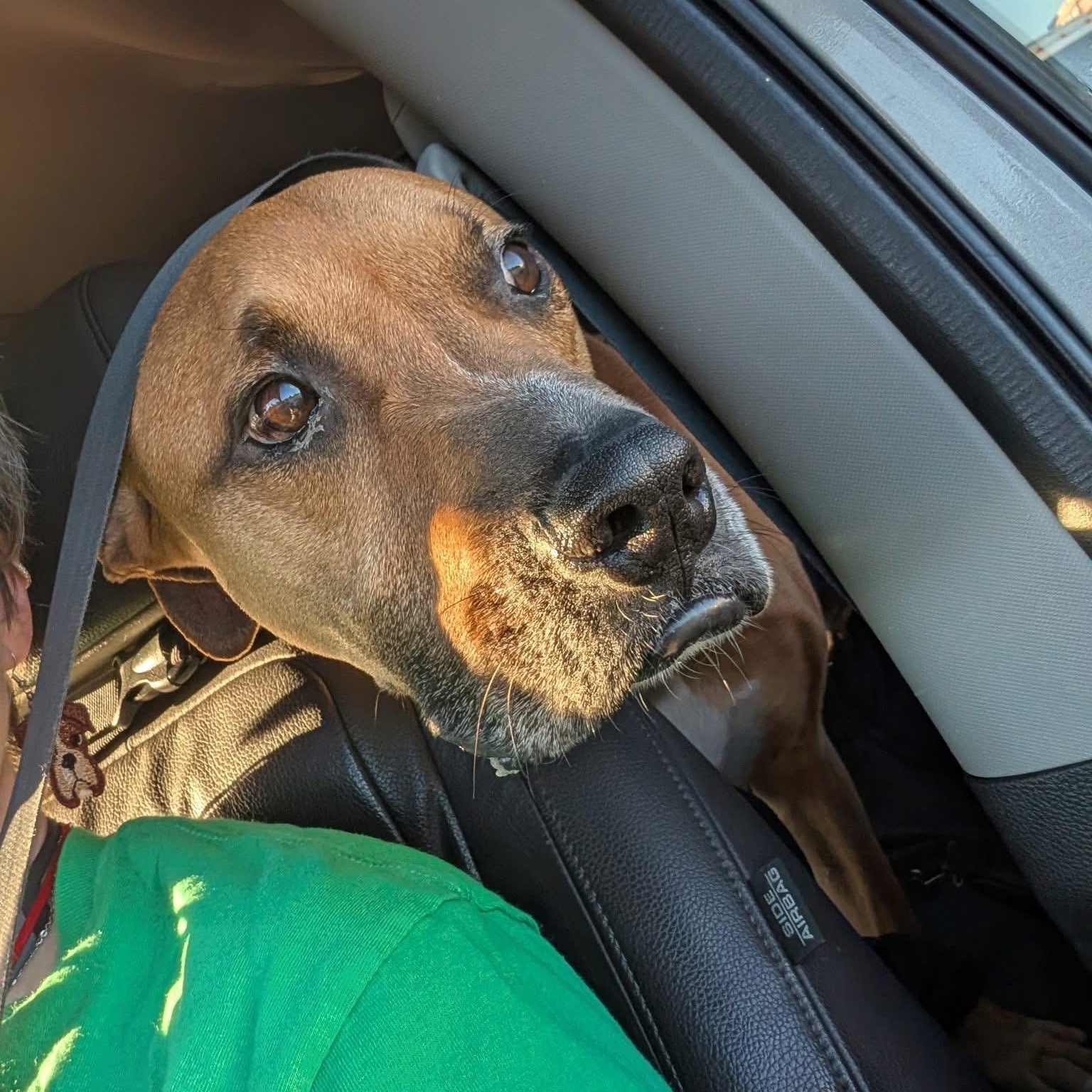 Enlarge Jasper, a ADOPTABLE mixed breed in Ayden, NC image 2/5