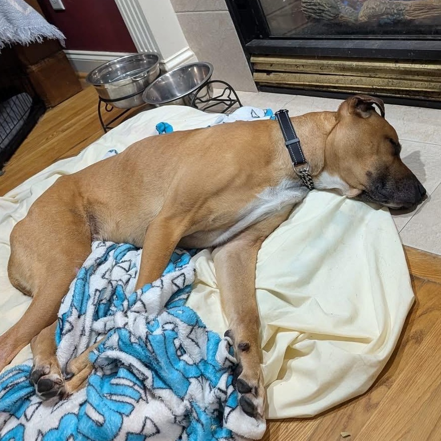 Enlarge Jasper, a ADOPTABLE mixed breed in Ayden, NC image 4/5